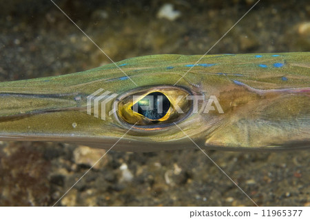 Cornet Fish Fistularia commersonii Cornet Fish Fistularia commersonii 11965377