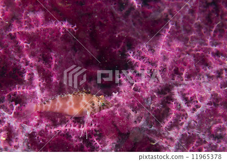 A colorful fish on gorgonia coral in Cebu Philippines A colorful fish on gorgonia coral in Cebu Philippines 11965378
