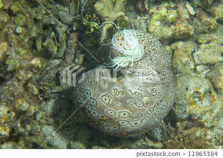 A trepang macro in Cebu Philippines 11965384