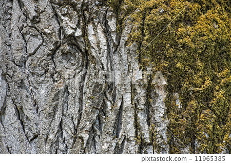 pine bark texture 11965385