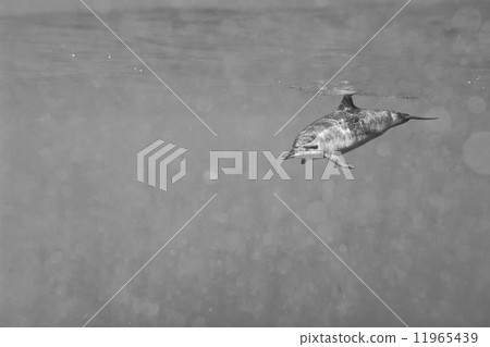 Dolphins while swimming underwater Dolphins while swimming underwater 11965439