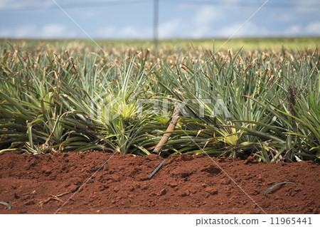 pineapple plantation in hawaii 11965441