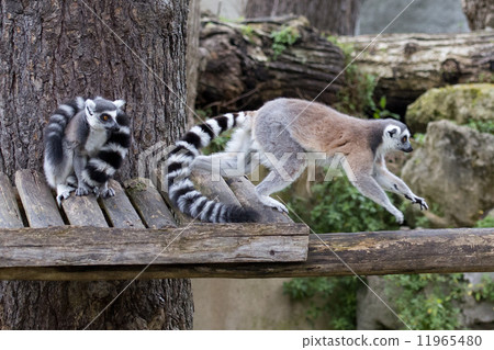 lemur monkey while jumping 11965480