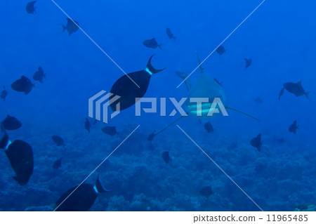A grey shark jaws ready to attack underwater close up portrait 11965485