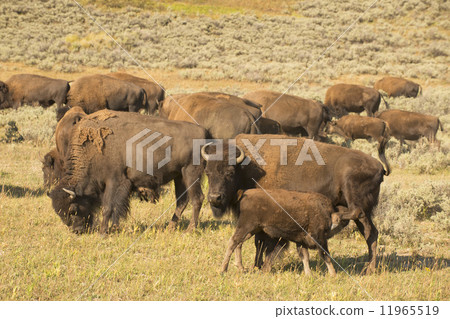 Buffalo Bison in Lamar Valley Yellowstone 11965519