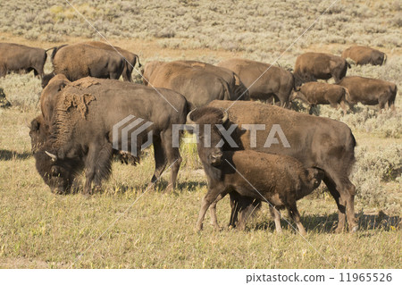 Buffalo Bison in Yellowstone 11965526