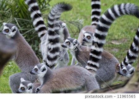 lemur monkey lemur monkey 11965565