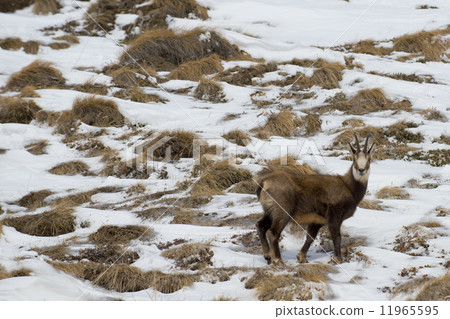 An isolated chamois deer in the snow background 11965595
