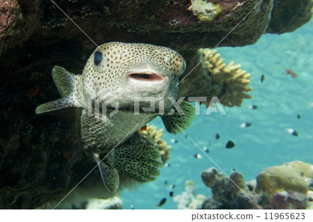 Box fish underwater portrait 11965623