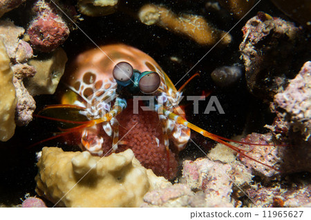 Mantis Lobster defending eggs 11965627
