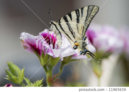 macaon butterfly 11965639