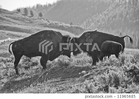 Bison Buffalo family sunset silhouette in black and white 11965685