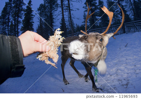 reindeer portrait in winter snow time reindeer portrait in winter snow time 11965693