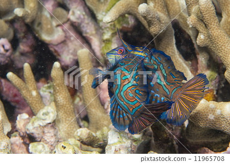 Mandarin fish on hard coral background Mandarin fish on hard coral background 11965708