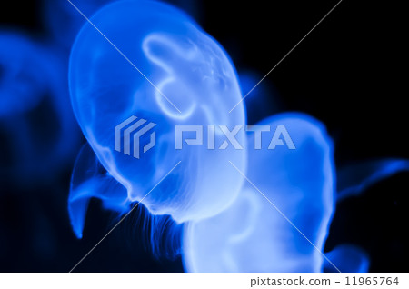 Jellyfish in the deep blue background Jellyfish in the deep blue background 11965764