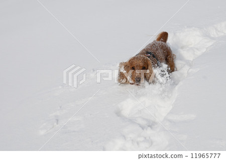 Puppy Dog while playing on the snow Puppy Dog while playing on the snow 11965777
