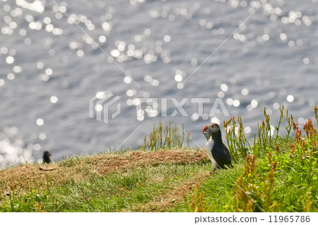 A colorful Puffin Portrait isolated in natural enviroment on blue background while eating fishes A colorful Puffin Portrait isolated in natural enviroment on blue background while eating fishes 11965786