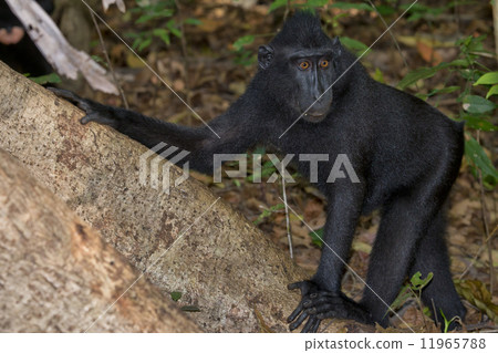crested black macaque while looking at you in the forest crested black macaque while looking at you in the forest 11965788