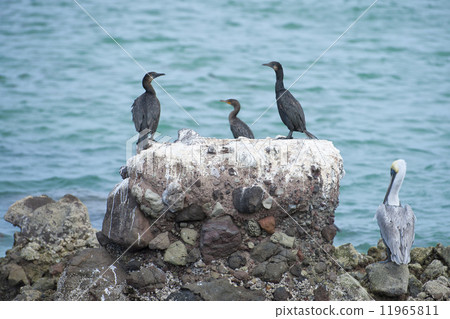 cormorants while resting on rocks 11965811