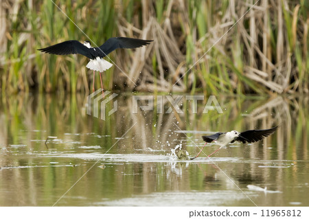 black-winged stilt while fighting black-winged stilt while fighting 11965812