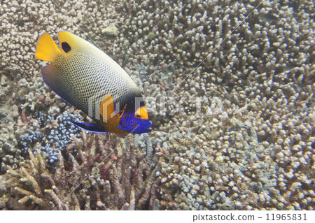 A colorful adult imperator angel fish in Sipadan, Borneo, Malaysia 11965831