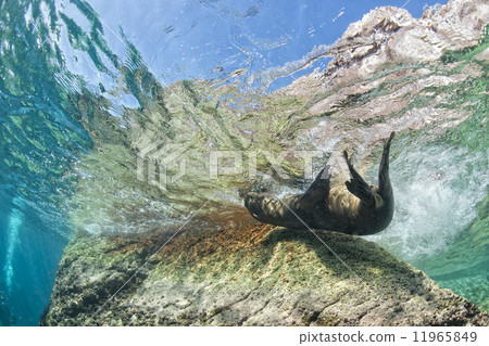 Puppy sea lion underwater looking at you Puppy sea lion underwater looking at you 11965849