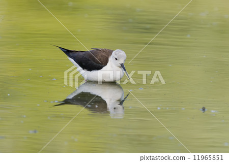 black-winged stilt 11965851