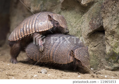 armadillo portrait 11965853