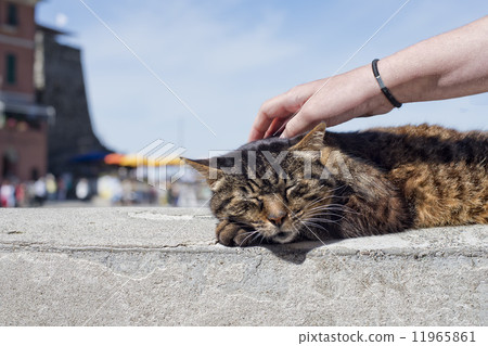 Cat while resting in Vernazza harbor 11965861