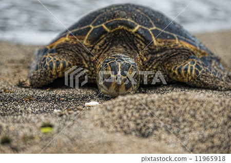 Green Turtle on sandy beach 11965918