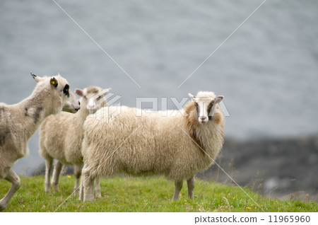 Ram sheep flock on the green grass background Ram sheep flock on the green grass background 11965960