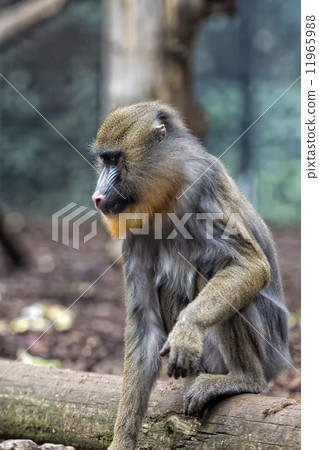 Isolated Mandrill Monkey portrait Isolated Mandrill Monkey portrait 11965988