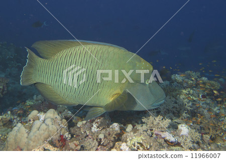 Napoleon fish underwater Napoleon fish underwater 11966007