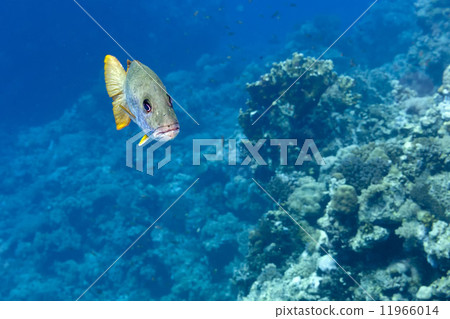 Sweet lips fish yellow and grey in the reef background 11966014