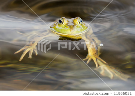 Frog portrait while looking at you 11966031