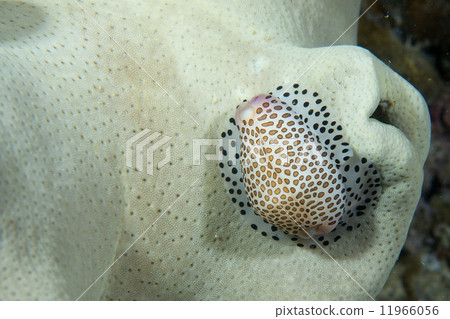 A cowrie on soft coral macro in Cebu Philippines A cowrie on soft coral macro in Cebu Philippines 11966056