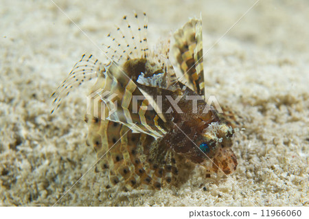 Devil Fish scorpion from Philippines Devil Fish scorpion from Philippines 11966060