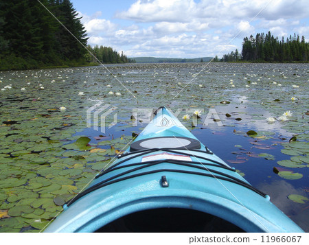 Water Lily lake view from Kayak 11966067