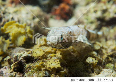 Lizard fish from Philippines Lizard fish from Philippines 11966094