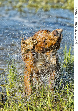 Dog Puppy cocker spaniel playing in the water Dog Puppy cocker spaniel playing in the water 11966096