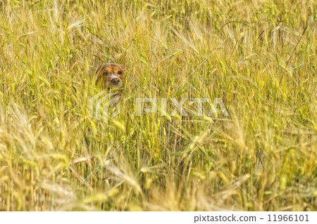 dog running in the weath field dog running in the weath field 11966101