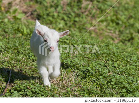 Just born white goatling nannie 11966119