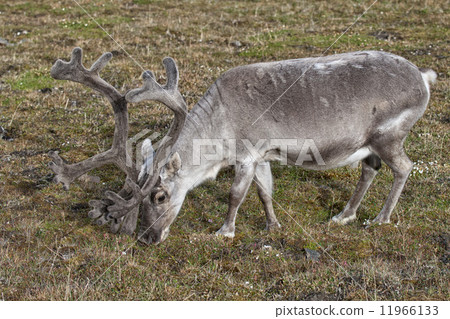 wild reindeer in Spitzbergen wild reindeer in Spitzbergen 11966133