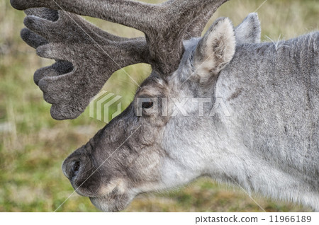wild reindeer in Spitzbergen wild reindeer in Spitzbergen 11966189