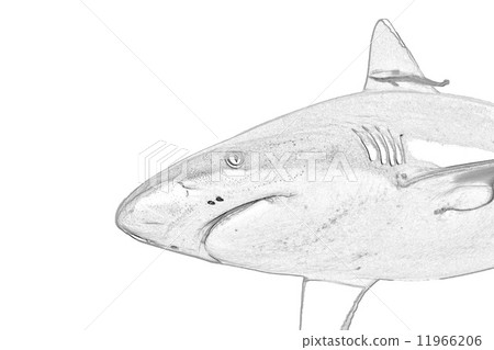 A grey shark jaws ready to attack underwater close up portrait A grey shark jaws ready to attack underwater close up portrait 11966206