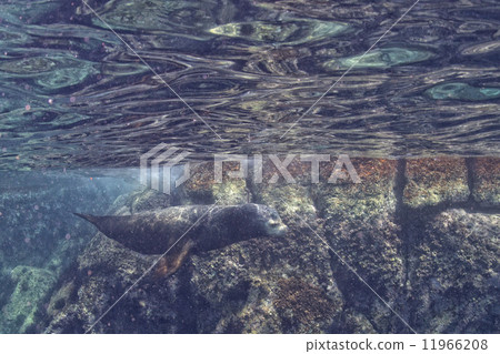Male sea lion underwater looking at you Male sea lion underwater looking at you 11966208