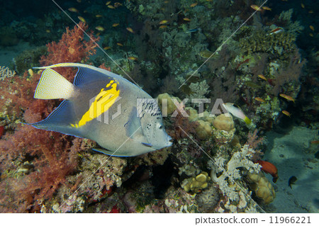 Adult Emperor angel fish 11966221