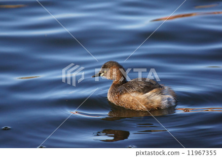 The tiger's grebe sideways, like a stuffed animal floating. 11967355