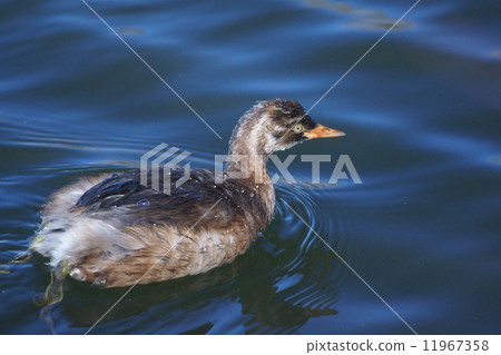 鳳凰幼鳥 鳳凰幼鳥 11967358