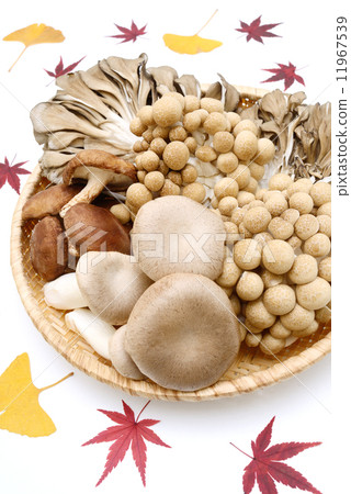 mushroom  11967539